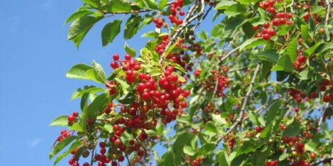 Crvena ptičja trešnja: koristi i štete